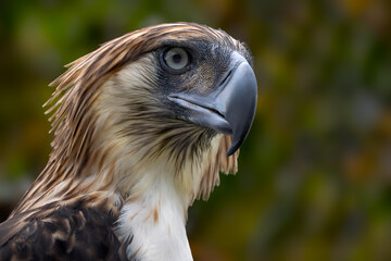 Philippine Eagle - Pithecophaga jefferyi, portrait of beautiful large critically endangered species of eagle endemic to forests in the Philippines.