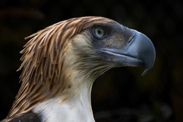 Philippine Eagle - Pithecophaga jefferyi, portrait of beautiful large critically endangered species...