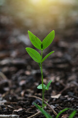 Fresh young tree sprouts closeup