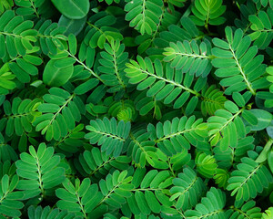 Green leaves closeup background