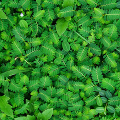 Green leaves closeup background