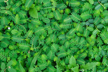 Green leaves closeup background