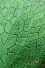 Green leaves closeup background