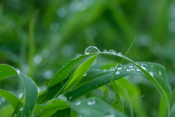 Green leaves closeup background