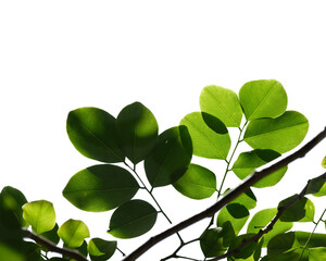 Green tree branch isolated on white background