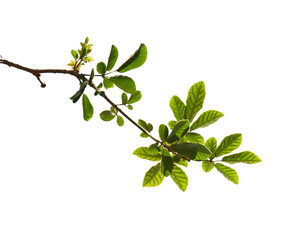 Green tree branch isolated on white background