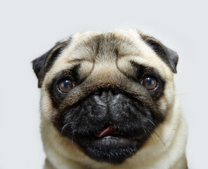 Portrait young and attentive pug puppy dog. Isolated on white background