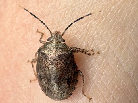state potato beetle