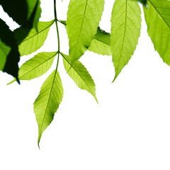 Green tree branch isolated on white background