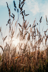 Seeing the sunset through the grass.