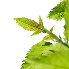 Green tree branch isolated on white background