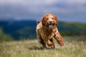 Fototapeta premium Goldendoodle