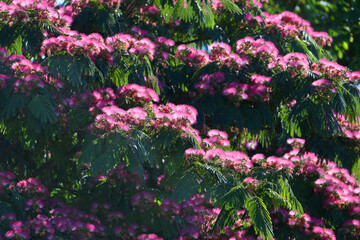 Blooming Albizia julibrissin or Persian silk tree shot close-up on a blurred pink background
