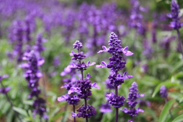 Lavender flowers in full bloom create a stunning display of vibrant purple hues in a lush summer garden. The soft focus enhances the delicate beauty of nature.