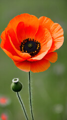 Fototapeta premium poppy flower