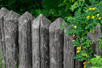 View of the old and strong fence. An ancient fence made of sharpened logs. Blooming greenery climbs along a brown fence made of logs.