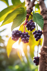 Fototapeta premium photo shot of a Acai attached to a tree branch with a blurred background