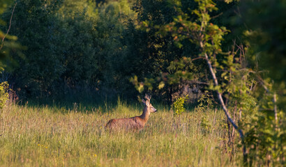 Roe Deer(Capreolus capreolus) male in springtime