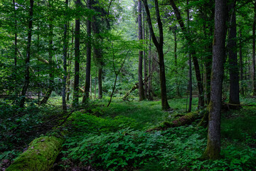 Springtime deciduous stand with old trees