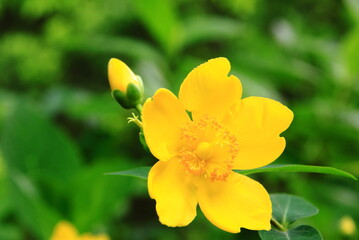 A vibrant yellow flower in full bloom, surrounded by green leaves and budding flowers, capturing the essence of a garden in nature.