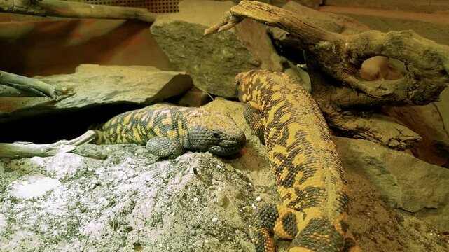 Gila monster, its scientific name is Heloderma suspectum suspectum