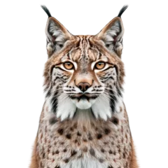 lynx isolated on white background