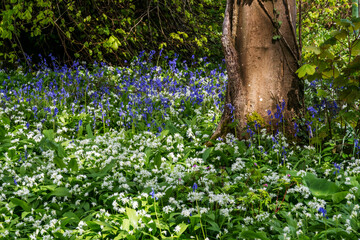 A woodland scene with a carpet of wild garlic and bluebell flowers in early spring