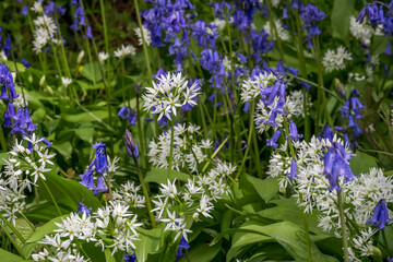 Wild garlic flowers and bluebell flowers growing together