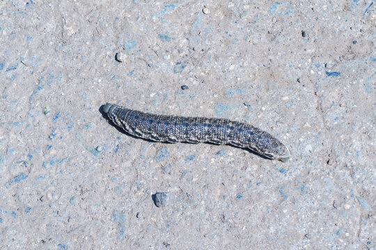 Proserpine Hawkmoth (Proserpinus proserpina), caterpillar.