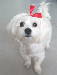 Cute Maltese dog wearing a red bow