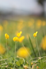 yellow dandelions in the field