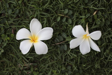 frangipani plumeria flower