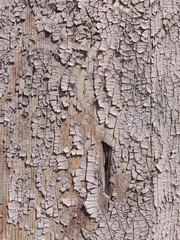 Vintage Oil Paint on Weathered Wood