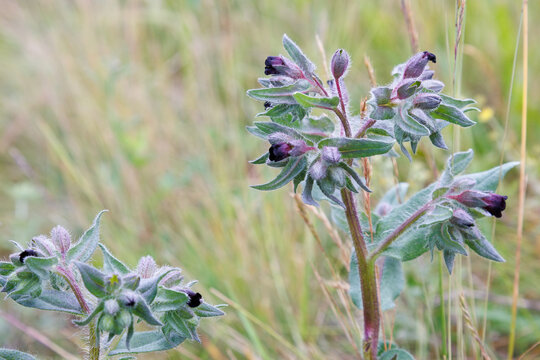 Nonea pulla - Brown nonea flower with hairy light green leaves, and dark burgundy petals. Family Boraginaceae.