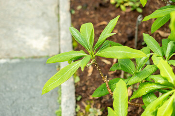 Oriental paperbush or Edgeworthia Chrysantha plant in Saint Gallen in Switzerland