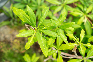 Oriental paperbush or Edgeworthia Chrysantha plant in Saint Gallen in Switzerland