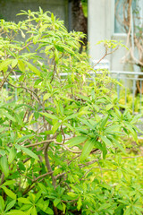 Naklejka premium Oriental paperbush or Edgeworthia Chrysantha plant in Saint Gallen in Switzerland
