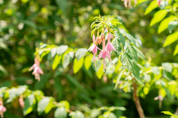 Hummingbird fuchsia whiteknights pearl or Fuchsia Magellanica plant in Saint Gallen in Switzerland