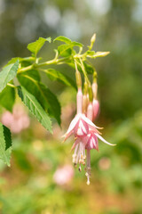 Hummingbird fuchsia whiteknights pearl or Fuchsia Magellanica plant in Saint Gallen in Switzerland