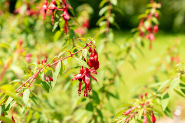 Fuchsia Magellanica Myrtifolia plant in Saint Gallen in Switzerland