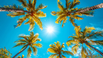Palm Trees Reaching for the Sun