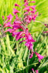 Common corn flag or Gladiolus Communis plant in Saint Gallen in Switzerland