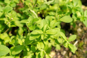 Candyleaf or Stevia Rebaudiana plant in Saint Gallen in Switzerland