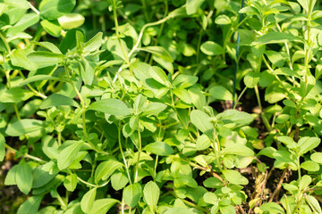 Candyleaf or Stevia Rebaudiana plant in Saint Gallen in Switzerland