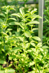 Fototapeta premium Candyleaf or Stevia Rebaudiana plant in Saint Gallen in Switzerland