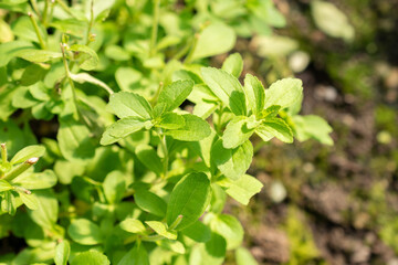 Candyleaf or Stevia Rebaudiana plant in Saint Gallen in Switzerland