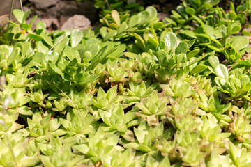 Haworthia Cymbiformis plant in Saint Gallen in Switzerland