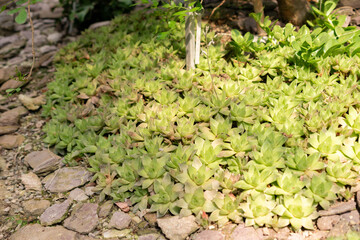 Haworthia Cymbiformis plant in Saint Gallen in Switzerland