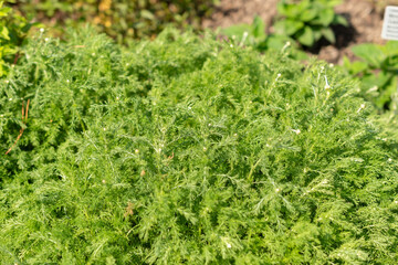 Fototapeta premium Chamomile or Chamaemelum Nobile plant in Saint Gallen in Switzerland