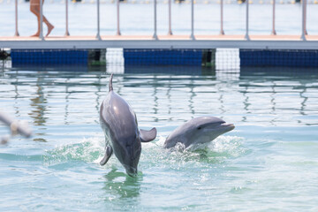 Delfin w oceanie Atlantyckim, zwierzę morskie, ssak wodny, ciepłe morze, tropikalny klimat, tapeta © anettastar